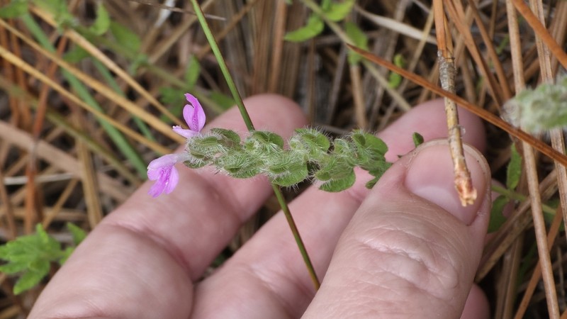 Mock Pennyroyal photo 3