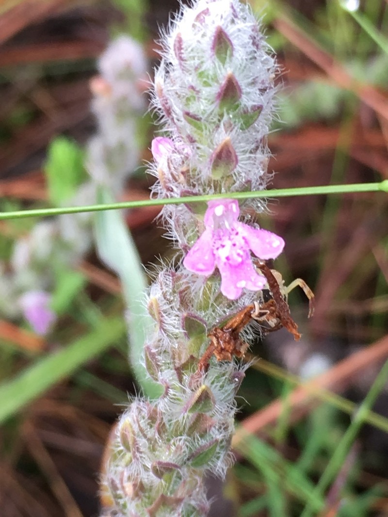 Mock Pennyroyal photo 4