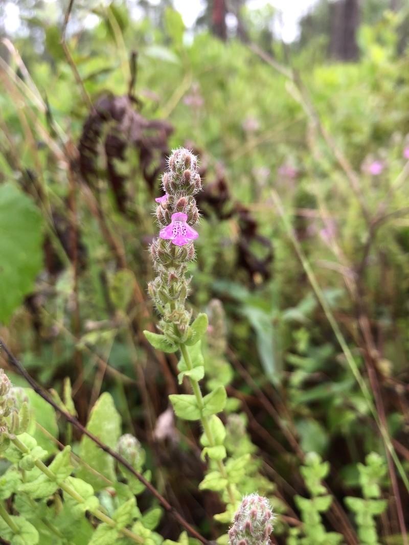 Mock Pennyroyal photo 5