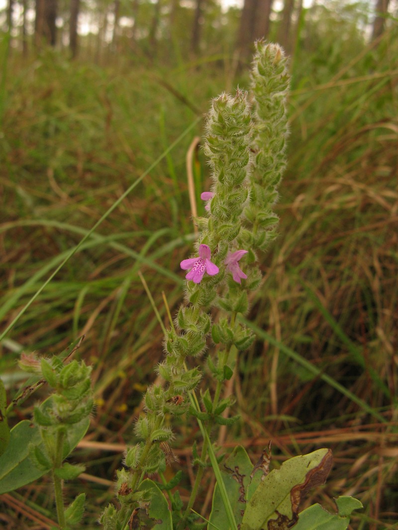 Mock Pennyroyal photo 6