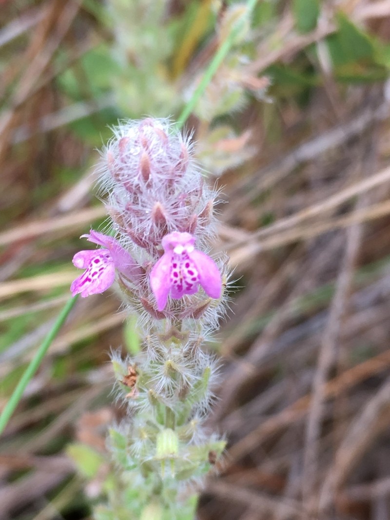 Mock Pennyroyal photo 7