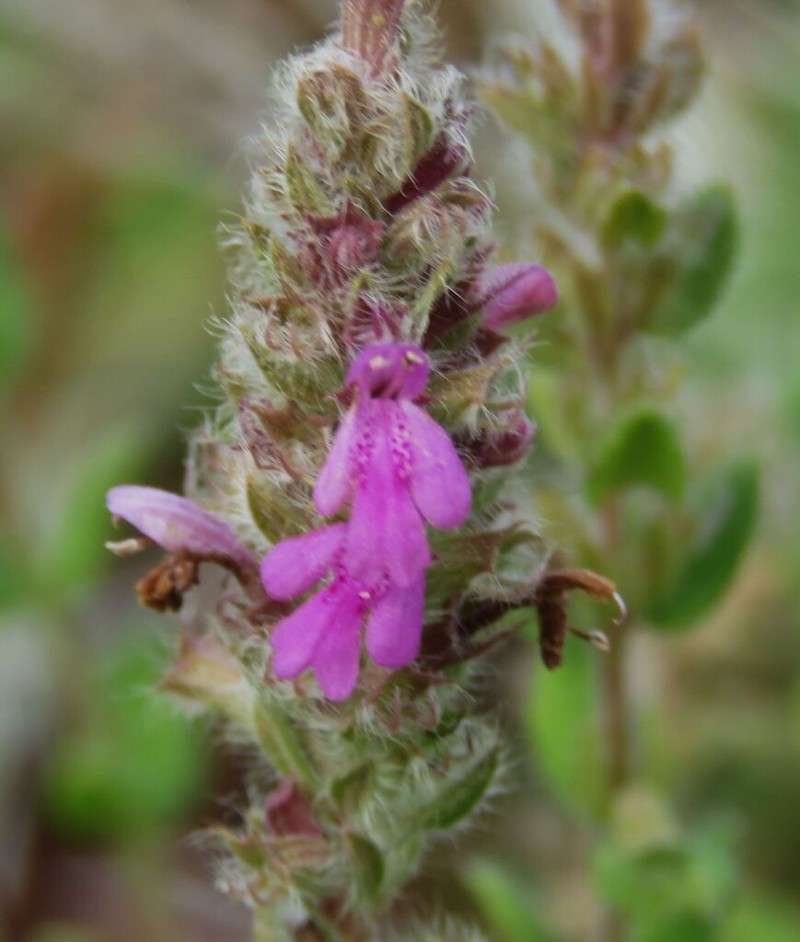 Mock Pennyroyal photo 8