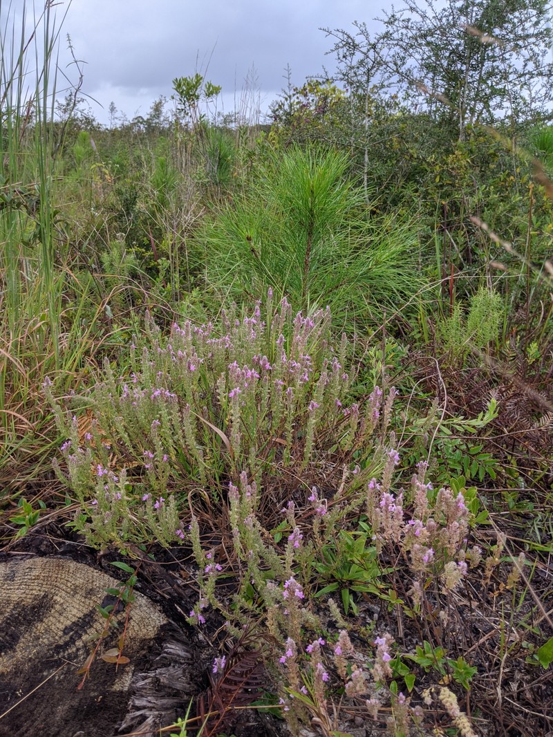 Mock Pennyroyal