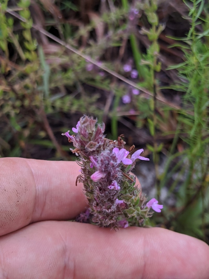 Mock Pennyroyal photo 2