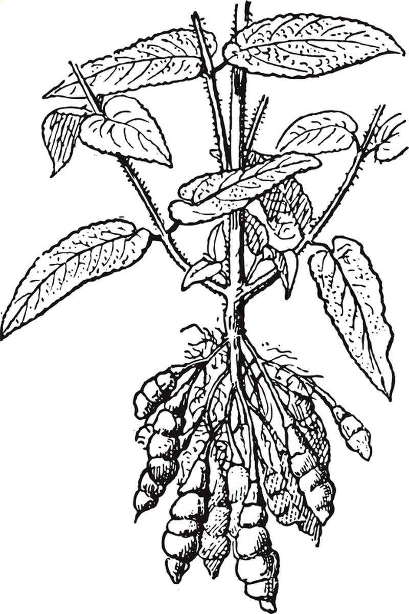 Artichoke Betony photo 7
