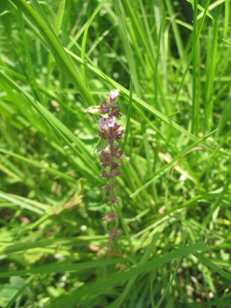 Mousesear photo 6