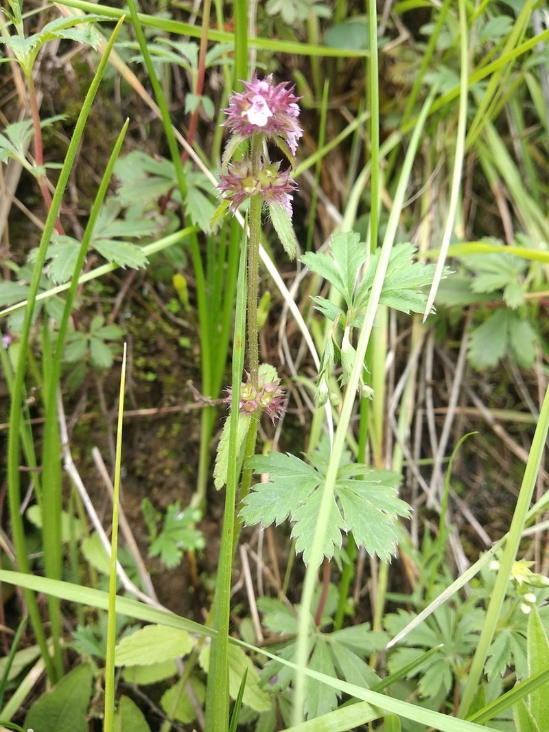 Mousesear photo 8