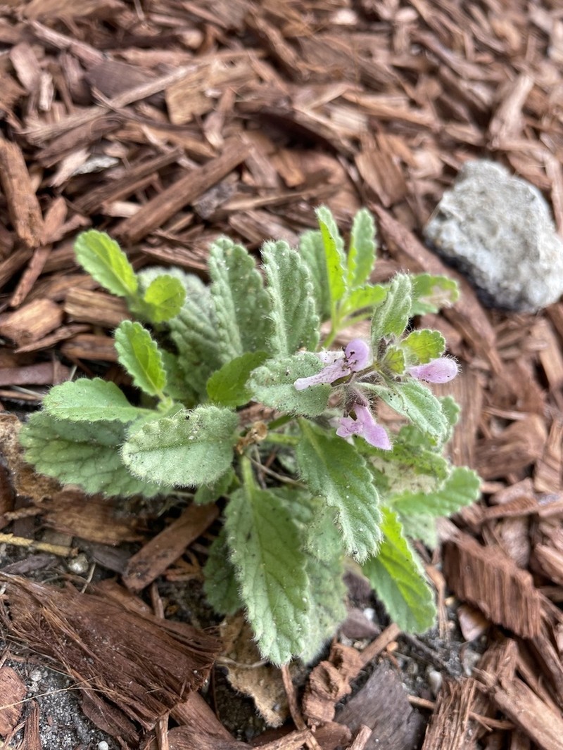 Bugle Hedgenettle photo 3