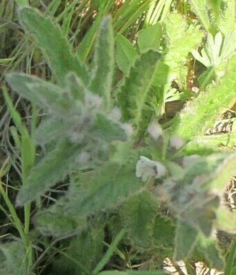 Bugle Hedgenettle photo 4