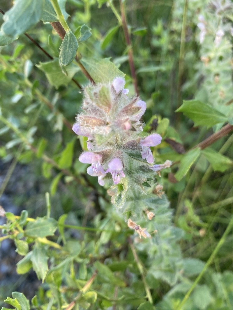 Bugle Hedgenettle photo 5