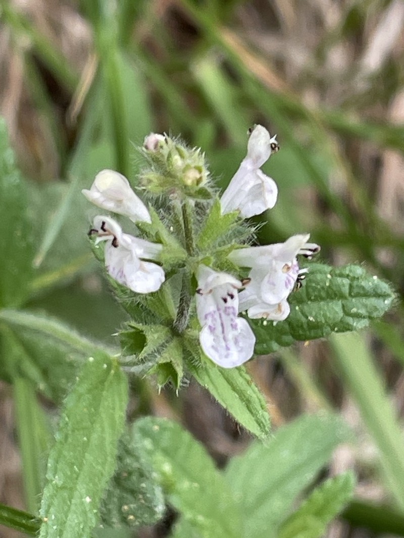 Bugle Hedgenettle photo 6