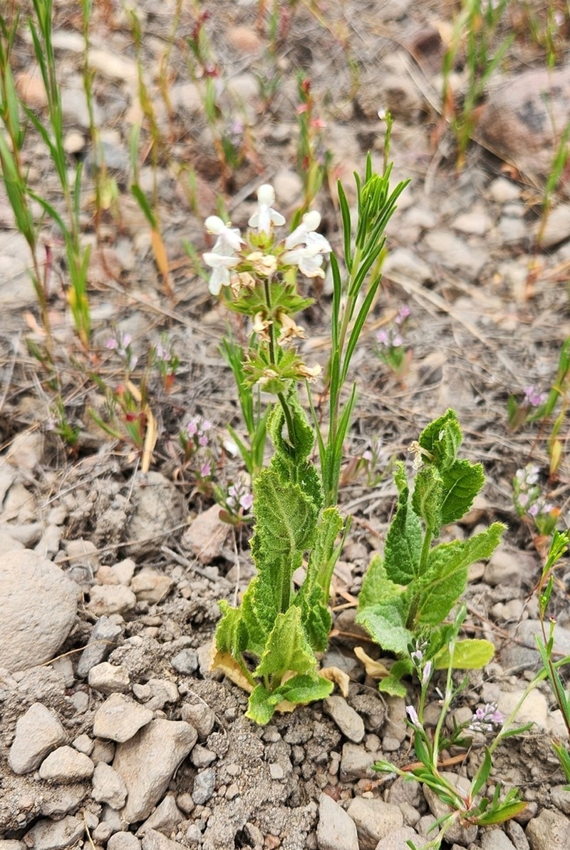 Bugle Hedgenettle photo 7
