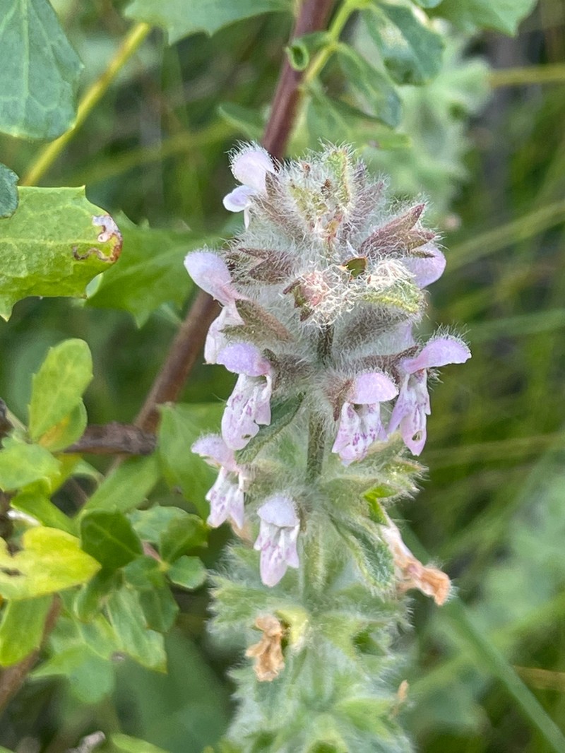 Bugle Hedgenettle photo 8