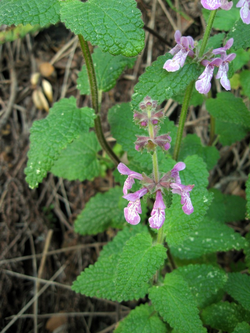Bugle Hedgenettle photo 4