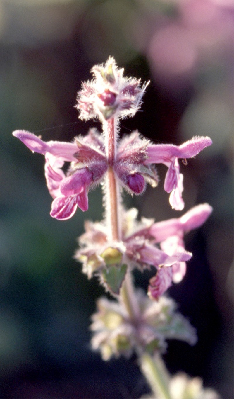 Bugle Hedgenettle photo 5