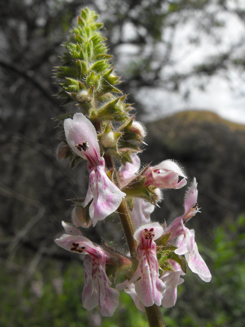 Bugle Hedgenettle photo 6