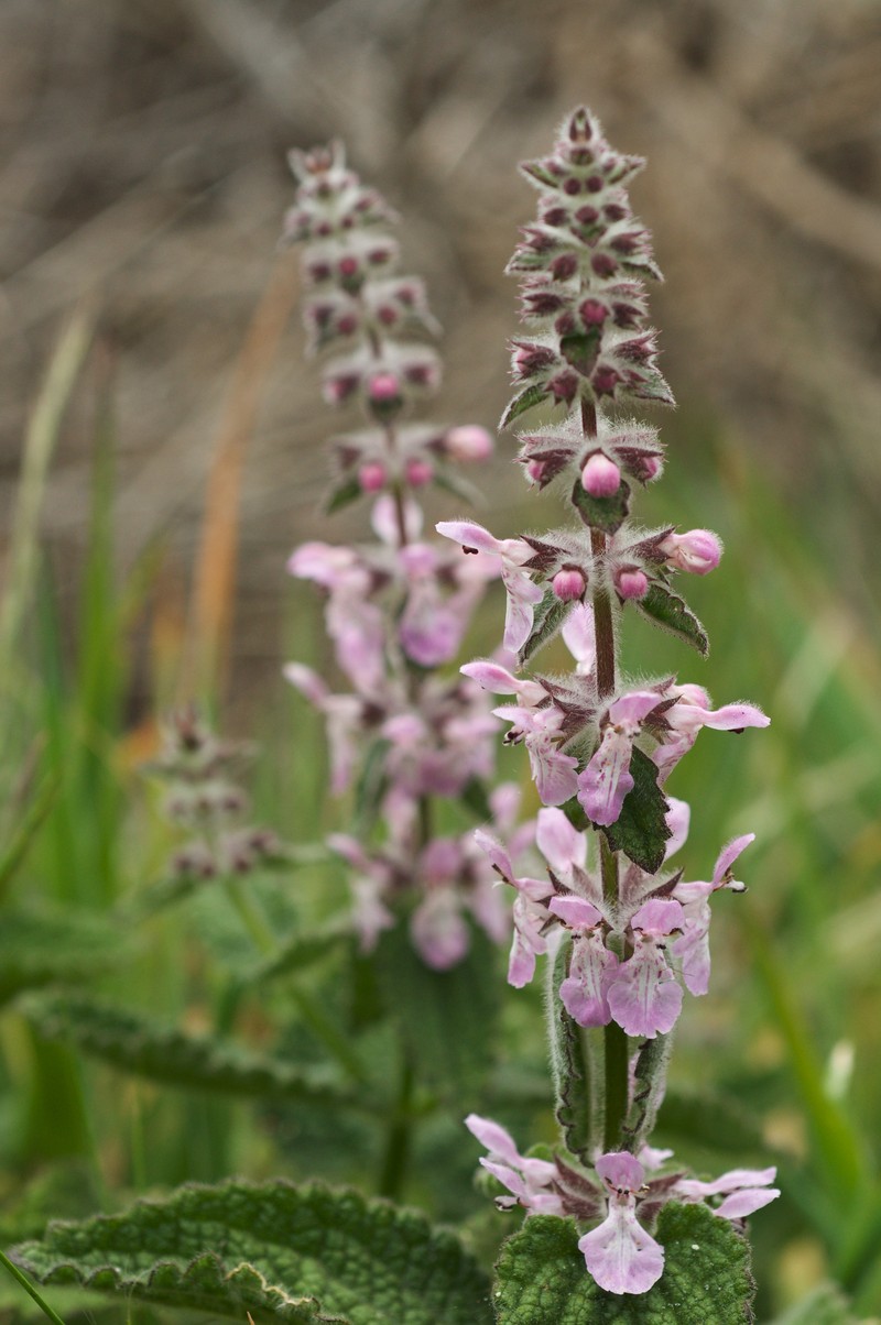 Bugle Hedgenettle