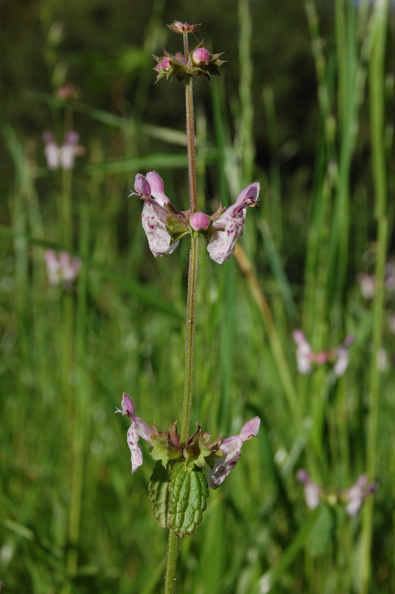 Bugle Hedgenettle photo 2
