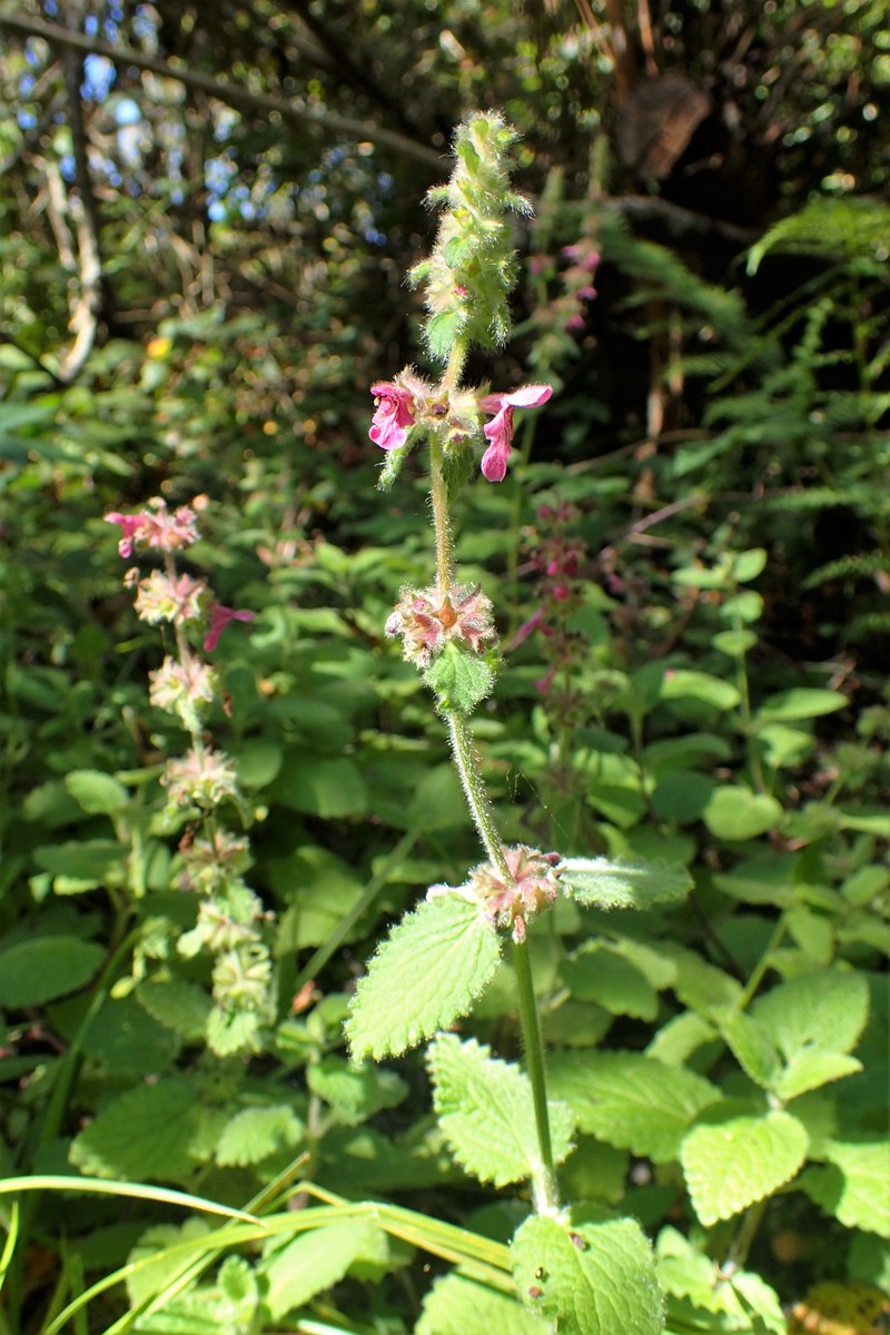 Bugle Hedgenettle photo 3