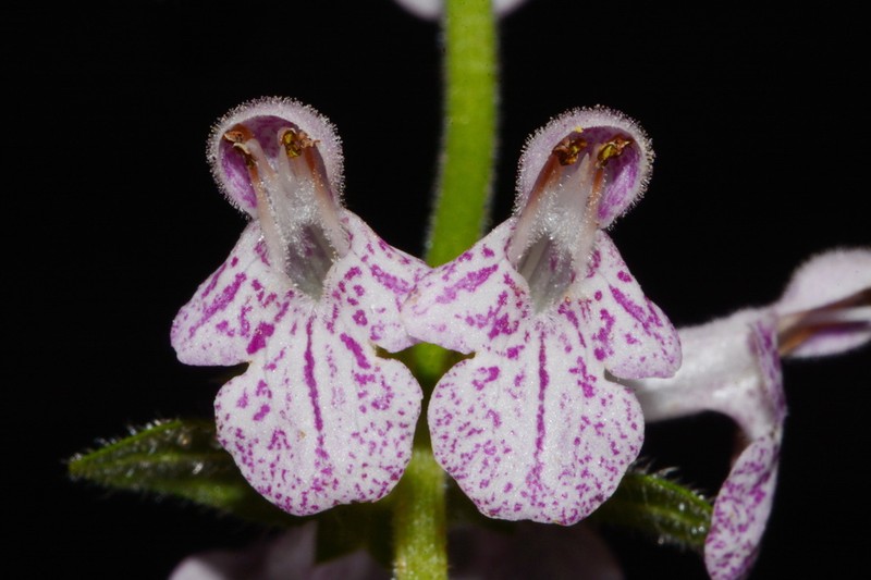 Stachys alabamica photo 2