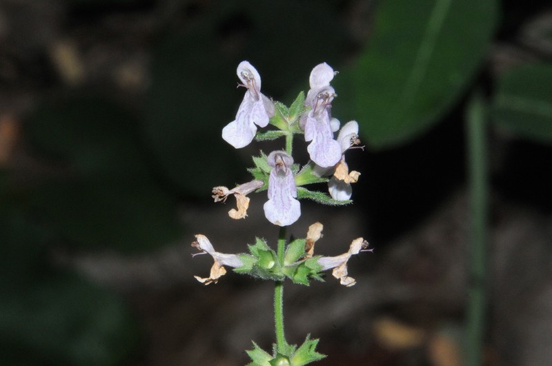 Stachys alabamica photo 4
