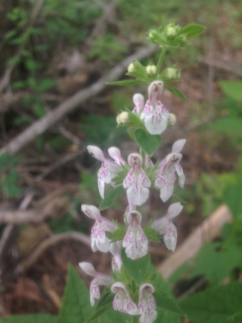 Stachys alabamica photo 5