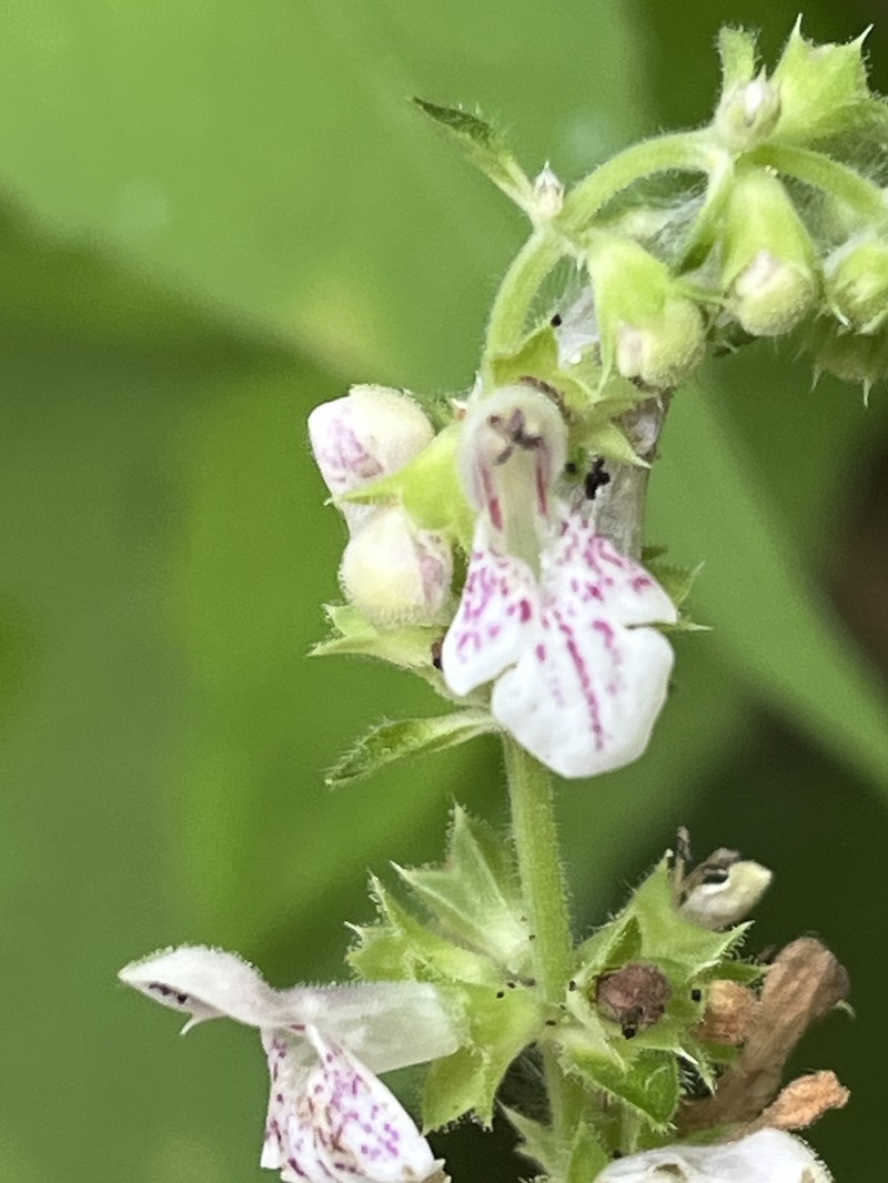 Stachys alabamica photo 6
