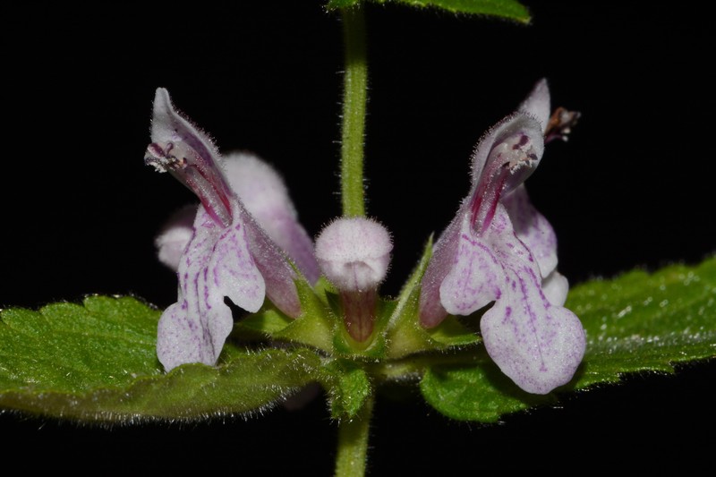 Stachys alabamica photo 7