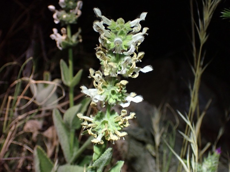 Whitestem Hedgenettle photo 3