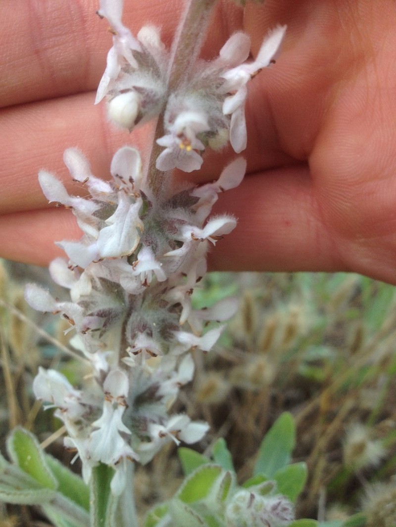 Whitestem Hedgenettle photo 4