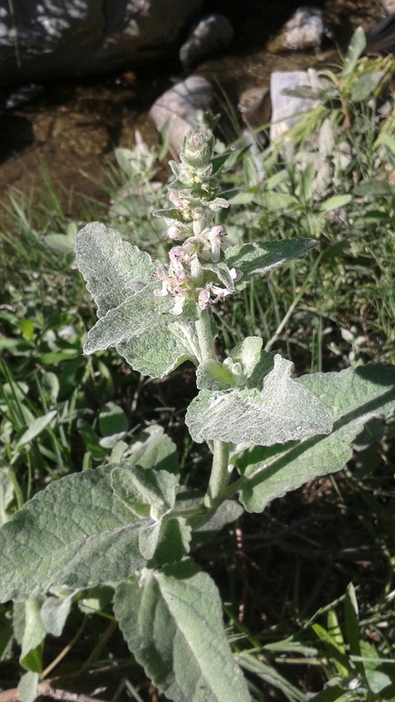 Whitestem Hedgenettle photo 5