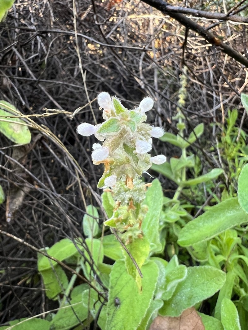 Whitestem Hedgenettle photo 6