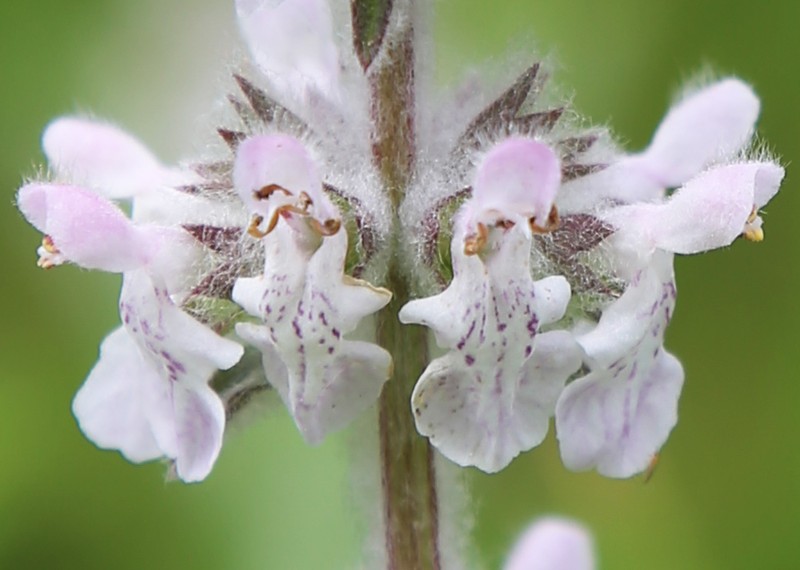 Whitestem Hedgenettle photo 2