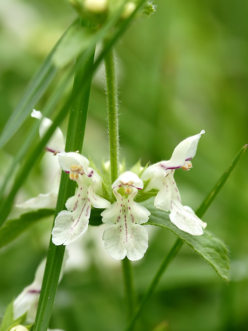 Annual Hedgenettle