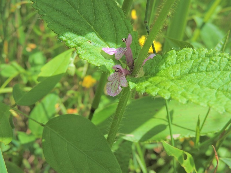 Appalachian Hedgenettle
