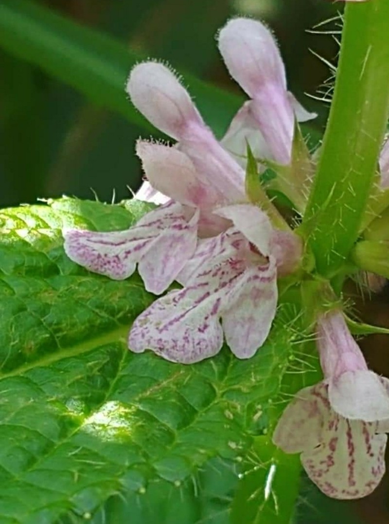 Appalachian Hedgenettle photo 2