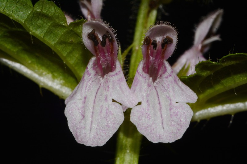 Appalachian Hedgenettle photo 4