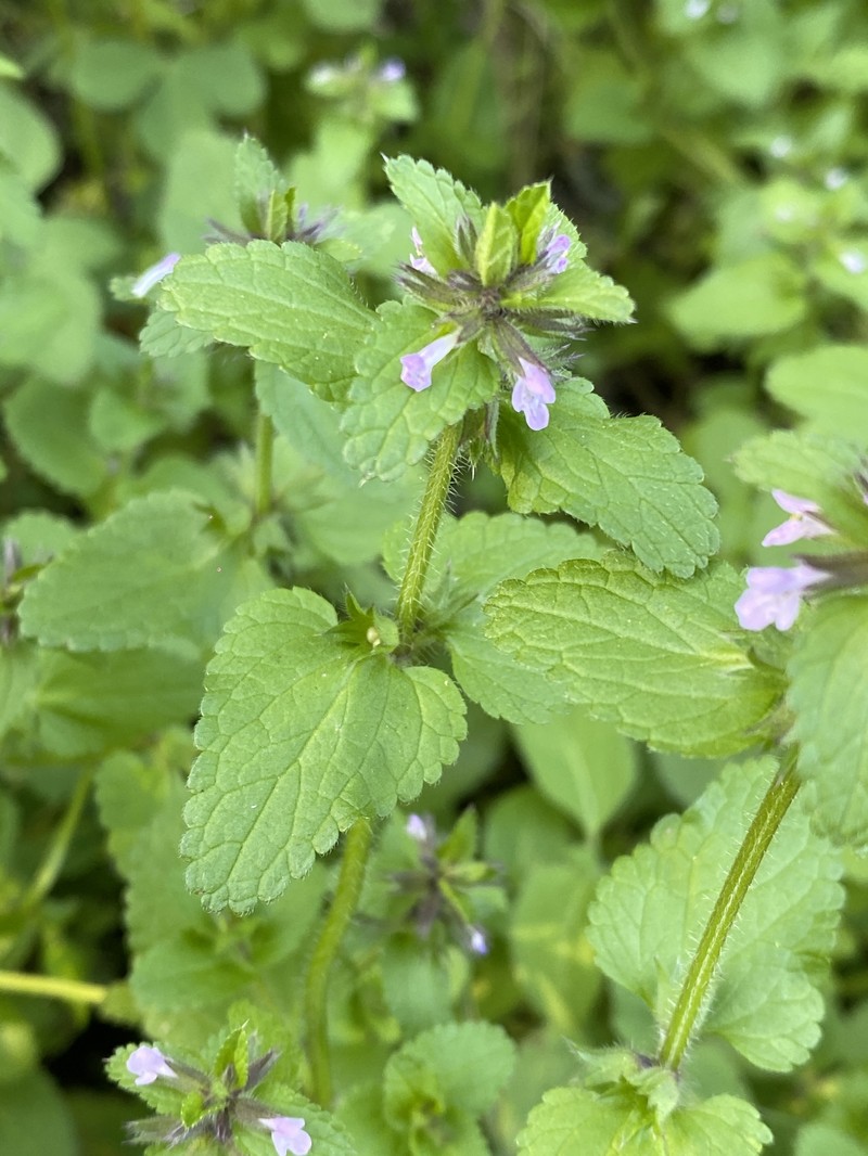 Staggerweed photo 4