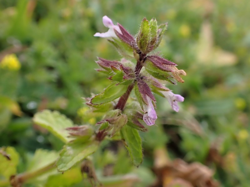 Staggerweed photo 2