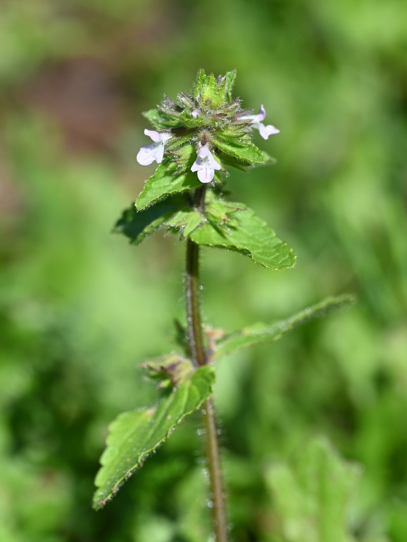 Staggerweed photo 3