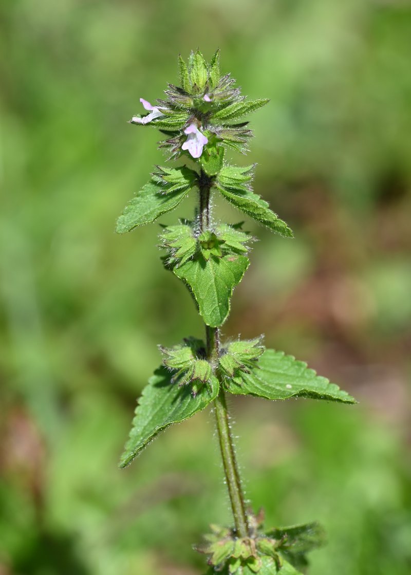 Staggerweed photo 5