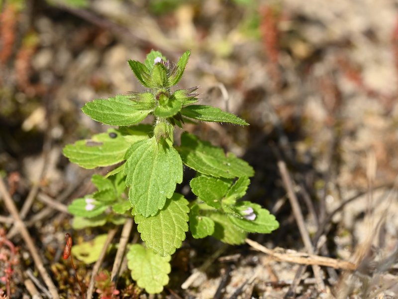 Staggerweed photo 6