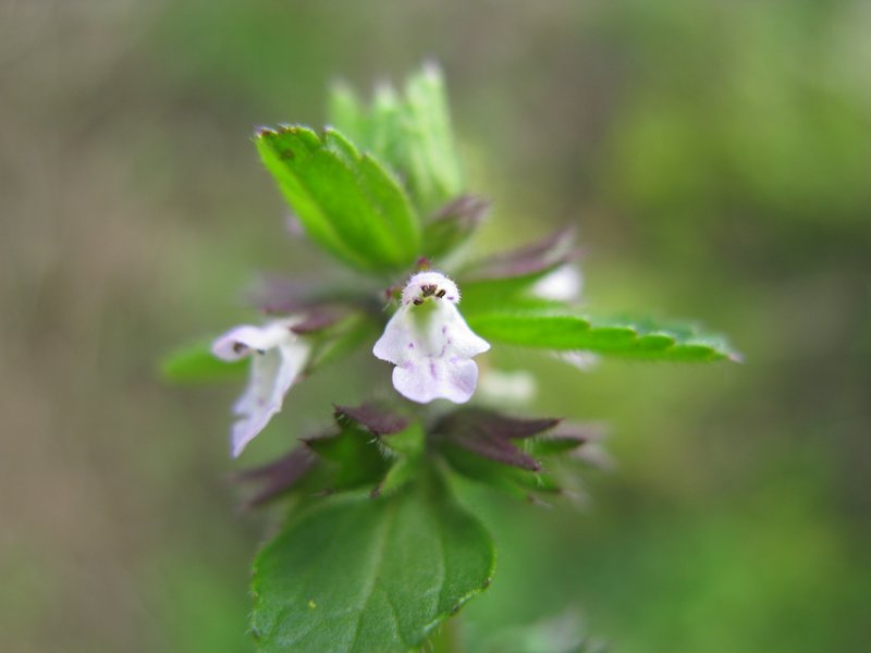 Staggerweed photo 7