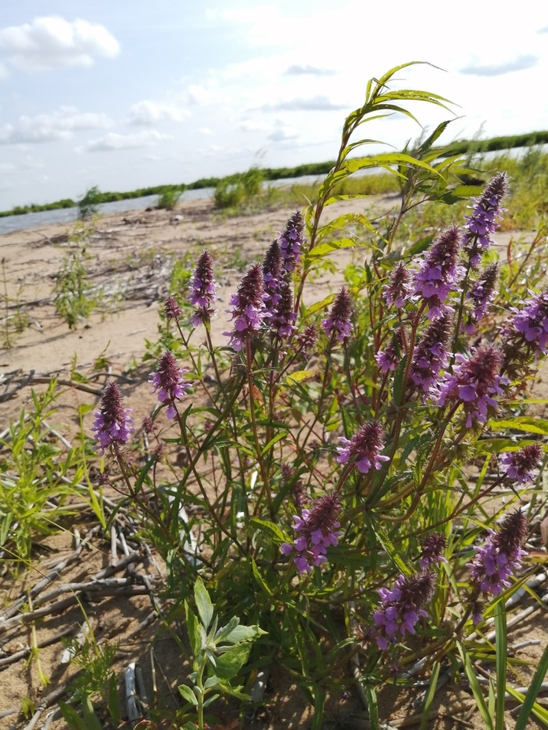 Hyssopleaf Hedgenettle