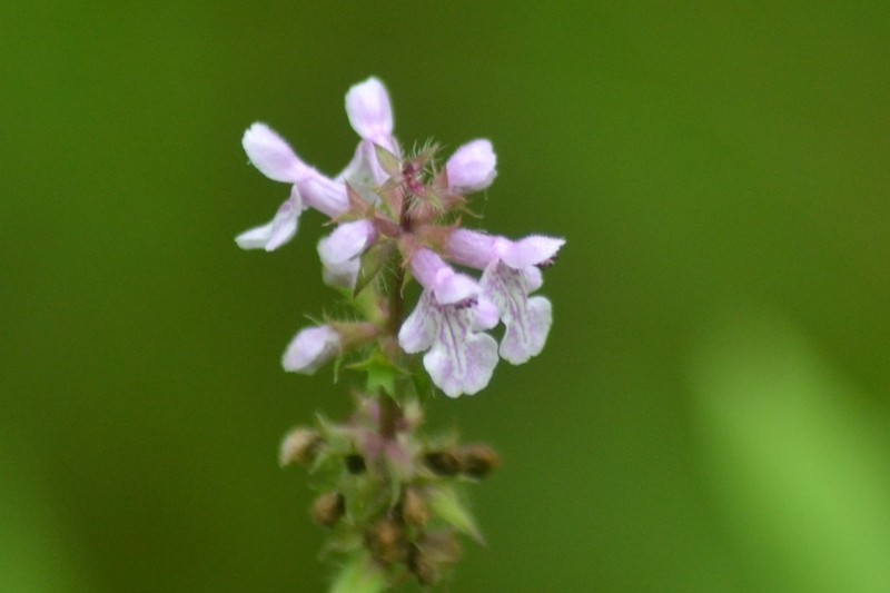 Hyssopleaf Hedgenettle photo 2