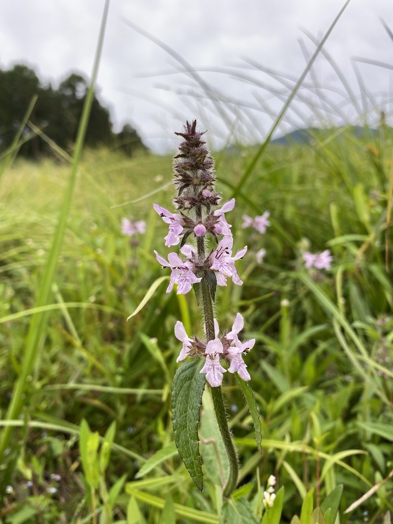 Hyssopleaf Hedgenettle photo 3