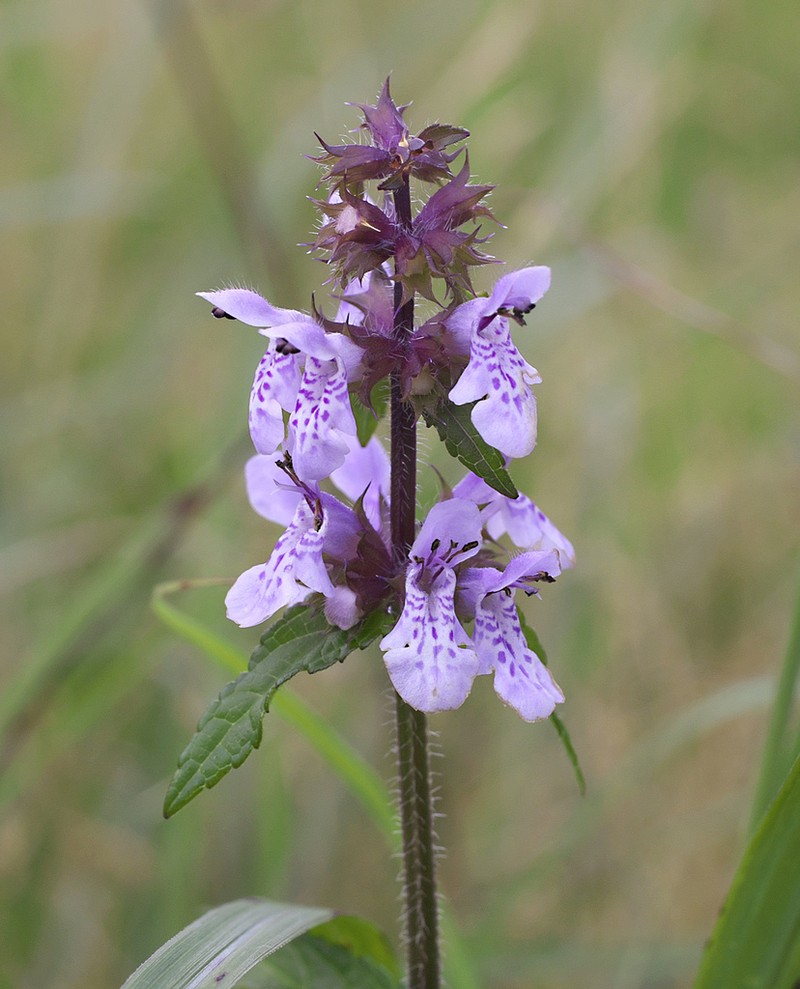 Hyssopleaf Hedgenettle photo 4