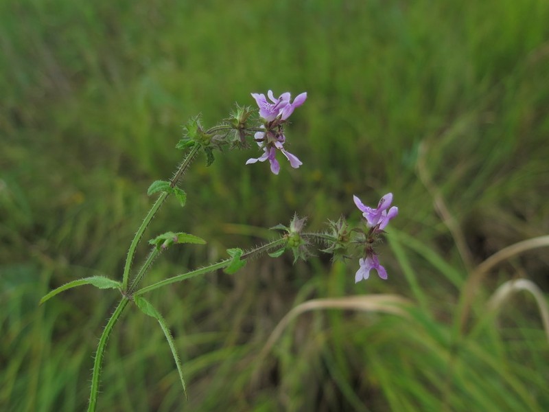 Hyssopleaf Hedgenettle photo 5