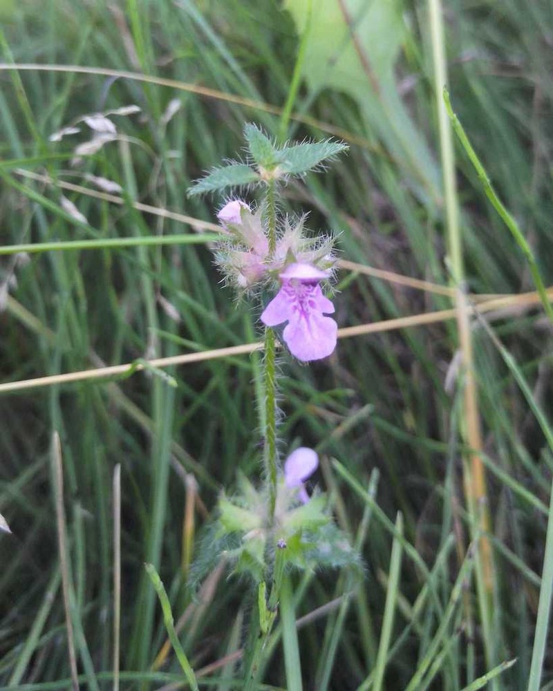 Hyssopleaf Hedgenettle photo 6