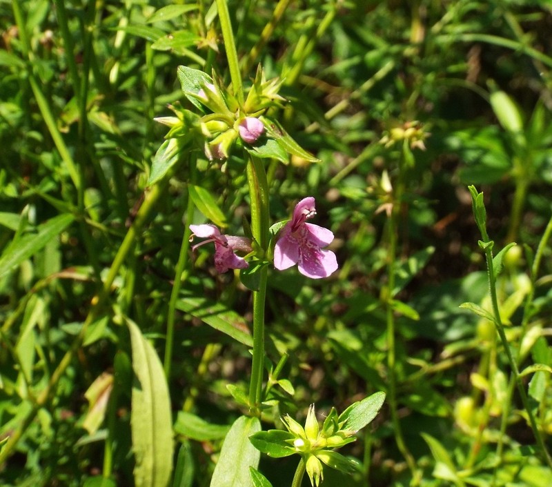 Hyssopleaf Hedgenettle photo 7